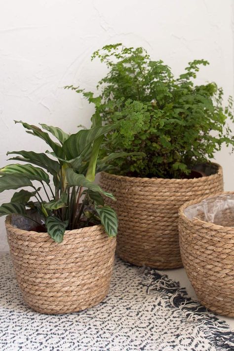 Cache Pot, Wicker Baskets, Decorative Wicker Basket, Muse, Planter Pots, Plants, Instagram