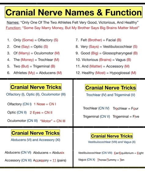 Medication Chart Printable, Spinal Cord Anatomy, Brain Neurons, College Course, Spinal Nerve, Cranial Nerves, Medical School Studying, College Courses, Spinal Cord