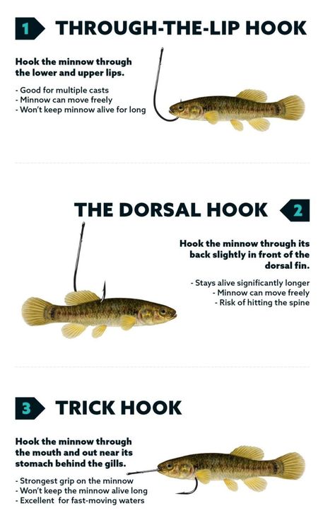 **Title: Master the Art of Hooking Minnows for a Successful Fishing Experience** Minnows have long been considered one of the most effective live baits in fishing, attracting various species and increasing anglers' chances of making an impressive catch. In today's article, we delve into easy-to-follow methods that will help you hook minnows correctly to maximize their potential as bait. By understanding how to properly attach these small fish onto your line, not only do you ensure the... Magnet Fishing Tips, Bank Fishing Tips, How To Bait A Hook, How To Put A Hook On A Fishing Line, Fishing Line Knots, Boat Organization, Fall Bass Fishing Tips, Fly Fishing Knots, Live Bait