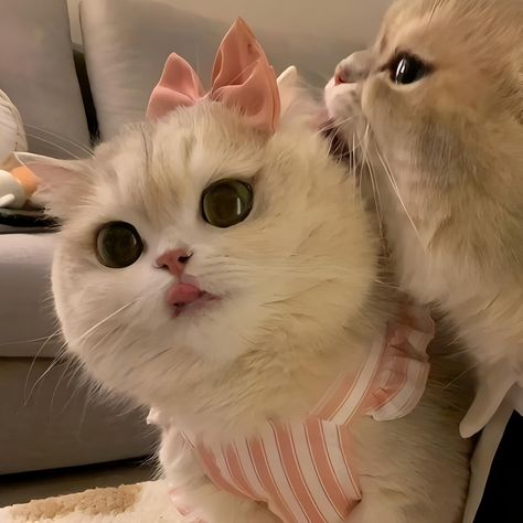 Cute Cat Couple Pfp Aesthetic, Matching Couple Dp Cats, Cat Matching Profile, Cat Icon Couple, Subtle Matching Pfp, Couple Matching Pfp Aesthetic, Cute Cat Matching Pfp, Matching Cat Pfps, Cats Couple Dp