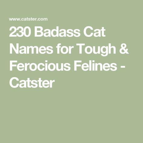 230 Badass Cat Names for Tough & Ferocious Felines - Catster Badass Cat Names, Badass Names, Female Names, Cat Names, Warrior Cats, Cat Girl, A Name, Girl Names, Cat Lady