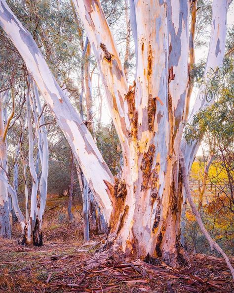 🇦🇺 Clare Valley (SA, Australia) by Benjamin Goode (@benjamingoode) on Instagram 🌳 Australian Colours, Clare Valley, Australia Landscape, Australian Trees, Australian Road Trip, Shadow Frame, Australian Landscape, Old Trees, Country Scenes