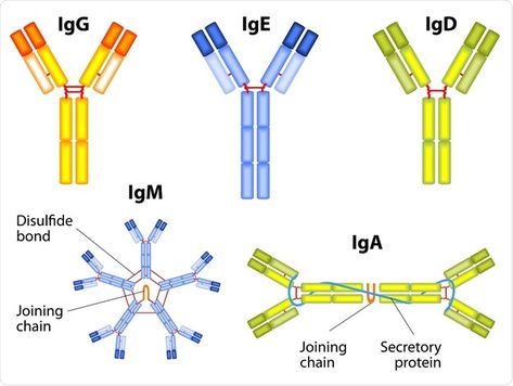 Immunoglobulin Types, Biochemistry Notes, Medical Laboratory Science, Medical School Studying, Human Anatomy And Physiology, Biology Notes, Medical Anatomy, Laboratory Science, Medical Laboratory