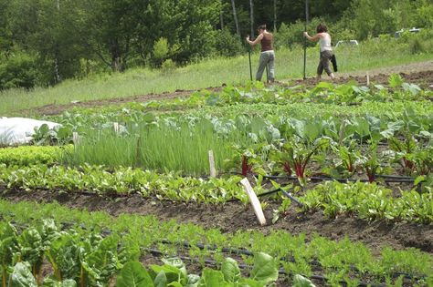 The Benefits of Hillside Farming Slope Farming, Farming On A Hill, Farm On A Hill, Orchard On A Slope, Garden Overlooking Fields, Hillside Farming, Terraced Vegetable Garden, Hillside Farms, Farm Landscaping