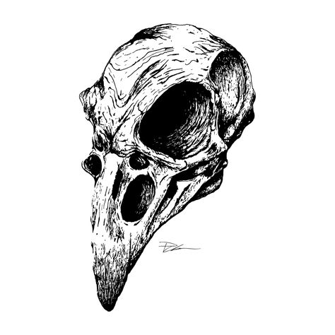 Crow With Skull Tattoo, Eagle Skeleton Tattoo, Raven Skull Sketch, Crow Skull Art, Bird Skull Art, Raven Skull Tattoo Design, Crow Skull Drawing, Eagle Skull Tattoo, Bird Skull Drawing