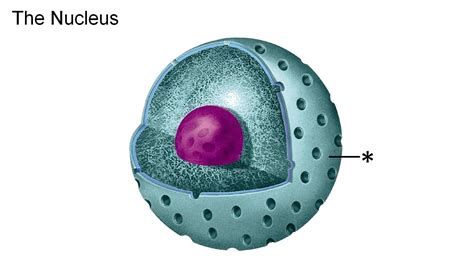 Plant Cell Nuclear Membrane Nuclear Membrane, Plasma Membrane, Plant Cell, Education, Quick Saves