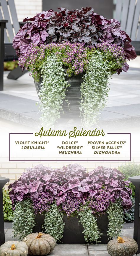 Sedum In Containers Planters, Purple And White Fall Porch, Purple Fountain Grass Fall Container, Autumn Garden Pots Ideas, Heuchera Pot Ideas, Modern Fall Planters, Fall Potted Plants Front Porches Shade, Fall Plants For Containers, Sedum Container Ideas