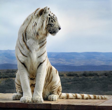 Tiger Sitting, V Chibi, White Tigers, Beautiful Tiger, Cheetahs, White Tiger, Large Cats, Beautiful Animals, Animal Photo