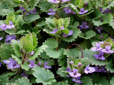 Creeping Charlie, Ground Ivy, California Drought, Medicinal Tea, Ivy Plants, Patio Plants, Wild Edibles, Wild Food, Wild Plants