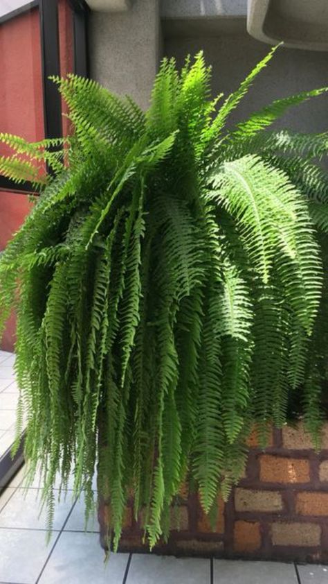 Indoor Plants Bathroom, Fern House, Indoor Plants Apartments, Indoor Plants Diy, Hanging Ferns, Indoor Tropical Plants, Indoor Plant Wall, Ferns Garden, Boston Fern