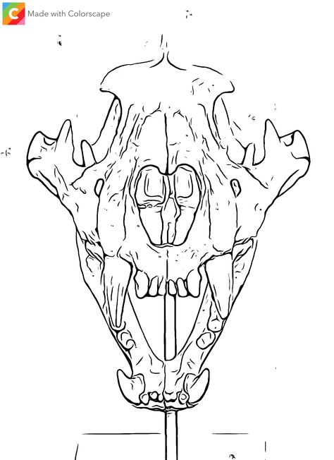 Wolf Skull Front View, Lion Skull Drawing, Wolf Skull Drawing, Skull Front View, Animal Skull Drawing, Lion Skull, Wolf Skull, Scary Tattoos, Animal Skull