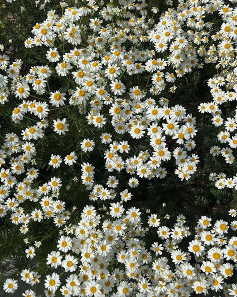 Cami Core Aesthetic, Camilla Plant, Camomile Flower Aesthetic, April Core Aesthetic, Calendula Flower Aesthetic, Camilla + Core + Aesthetic, Carmela Core, Chamomile Flowers Aesthetic, Camilla Aesthetic