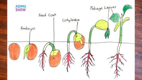 Germination of Seeds. How to draw germination of seeds step by step for beginners. #biology #flashcards #science Biology Flashcards, Germination Of Seeds, Happy Birthday Wishes Song, Biology Diagrams, Science Diagrams, Birthday Wishes Songs, Seed Germination, Plant Drawing, Marker Drawing