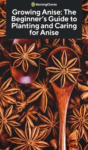 Star Anise Plant, Growing Star Anise, Growing Spices, Spice Garden, Medicinal Herb, Growing Gardens, Aromatic Plant, Astuces Diy, Veg Garden