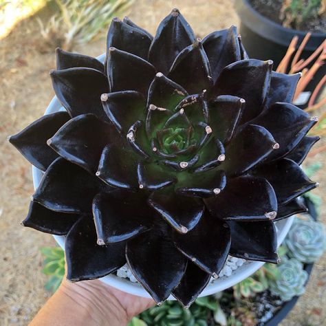 Black Succulents, Gothic Flowers, Goth Garden, Gothic Garden, Witch Garden, Colorful Succulents, Black Garden, Black Goth, Unusual Flowers