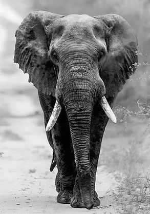 African Animals Photography, Drawing Elephant, Elephant Photography, Elephant Wallpaper, Elephants Photos, Elephant Drawing, Elephant Tattoo, Elephant Painting, Elephant Tattoos