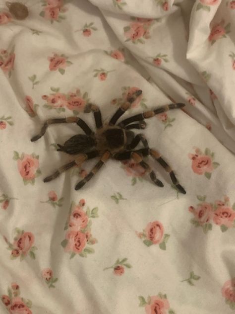 Coquette Tarantula, Coquette Spider, Scary Coquette, Tarantula Aesthetic, Spiders Aesthetic, Cool Spiders, Cute Tarantula, Spooky Coquette, Aesthetic Spider