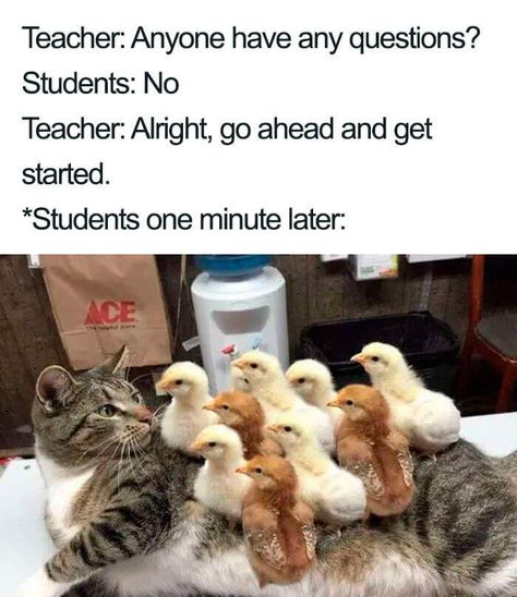 The even more natural progression: 25 Pictures People Who Aren't Teachers Will Never, Ever Understand Teacher Sayings, Teacher Memes Funny, Prek Teacher, Teacher Memes, Teacher Jokes, Funny Work, Remote Learning, Book Report, School Memes