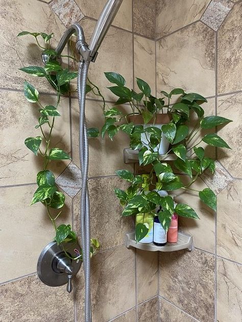 22 Best Shower Plants | Plants to Keep in Shower Bathroom Plants Decor, Indoor Plant Wall, Rainforest Plants, Apartment Plants, Hanging Plant Wall, Hanging Plants Indoor, Bathroom Plants, Plant Decor Indoor, Bathroom Windows