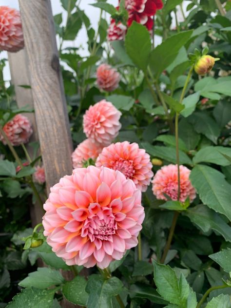 Cream Dahlia, Dahlia Garden, Flower Board, Dahlias Garden, Peaches N Cream, Flower Farm, Strawberry Shortcake, Peaches, Dahlia