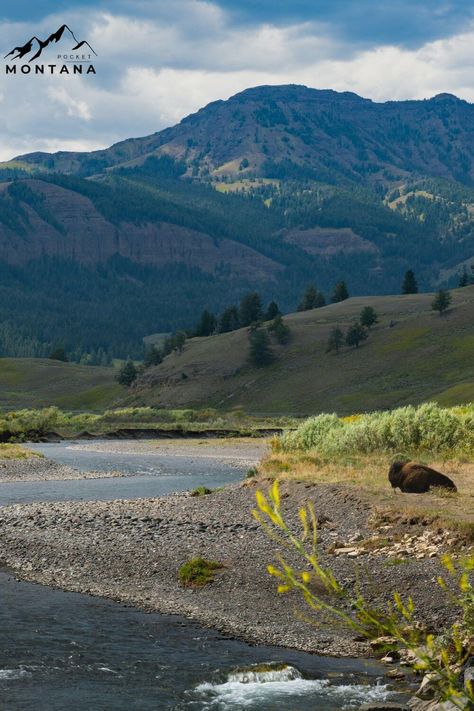 Get lost in the beauty of Montana’s wildlife refuges!

Perfect for birdwatching, hiking, and more. Visit Charles M. Russell and Medicine Lake for unforgettable experiences! Wildlife Habitat, Wildlife Conservation, Birdwatching, Bird Species, Natural World, Bald Eagle, Nature Lover, Montana, The Beauty