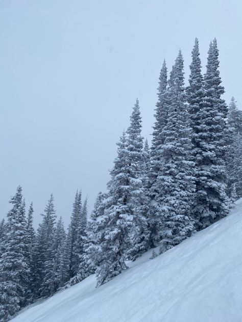 Snow Trees Aesthetic, Utah Snow, Utah Winter, Trees Aesthetic, Snow Trees, 2024 Aesthetic, Winter Wonderland, Utah, Trees