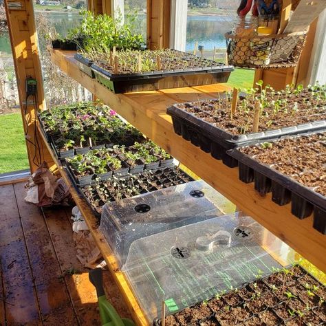 Are you interested in adding a greenhouse to your garden? I've had so many questions asked about my greenhouse, and hope to answer most of them here. Starting Seeds In Greenhouse, Shelves For Greenhouse, Seed Starting Greenhouse, Greenhouse Shelf, Diy Greenhouse Shelves, Garden Preserving, Greenhouse Tips, Greenhouse Projects, Greenhouse Shelves