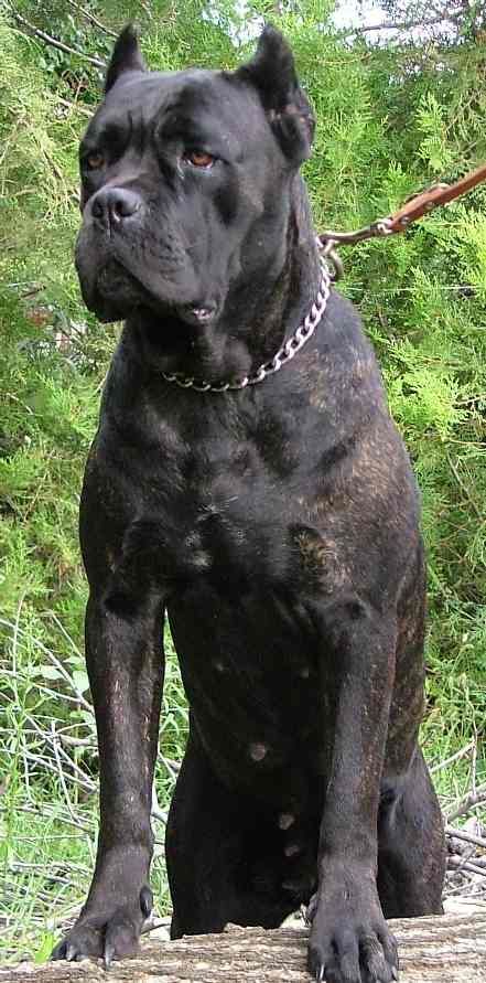 I would NOT want to mess with this dog's family. . . Chien Cane Corso, Cane Corso Mastiff, Pitt Bull, Dogs Stuff, Cane Corso Dog, Corso Dog, Huge Dogs, Tibetan Mastiff, Dogs Breeds