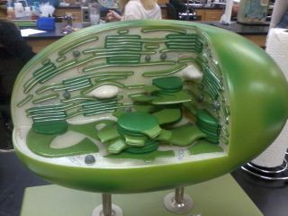 Chloroplast Cell Plant Cell Project, Plant Cell Model, Cells Project, Cell Model, Fish Model, Ap Biology, Animal Cell, Electron Microscope, Plant Cell