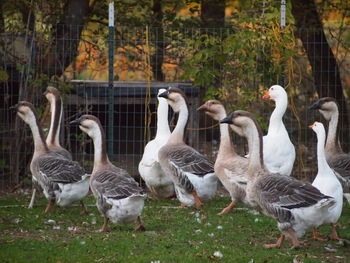 Geese Breed Focus - African African Geese, Backyard Chicken Coop Diy, Geese Breeds, Hen Coop, Goat Milking, Backyard Coop, Hobby Farming, Duck Farming, Raising Ducks