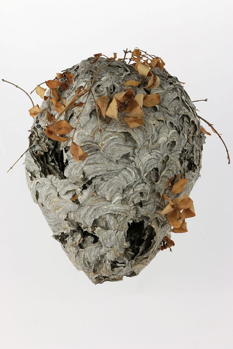 Hornet Aesthetic, Bees Nest, Hornet Nest, Art Storytelling, Bee Nest, Honey Art, Hornets Nest, Wasp Nest, Nature Elements