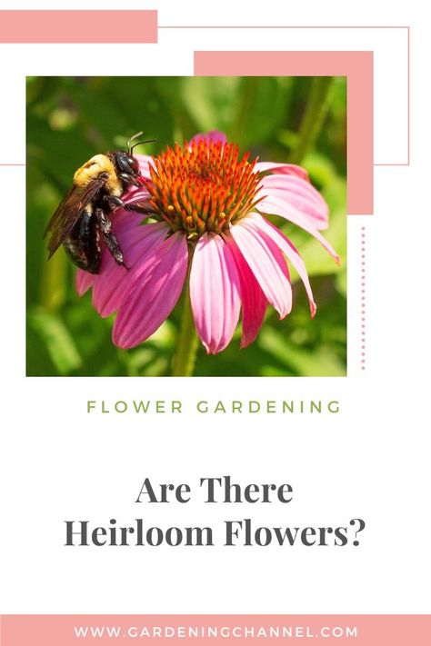 Coneflower with bee pollinator with text overlay flower gardening are there heirloom flowers Heirloom Flowers, Newsletter Ideas, Gardening Guide, Heirloom Vegetables, Flower Gardening, Garden Club, My Garden, Planting, Flower Garden