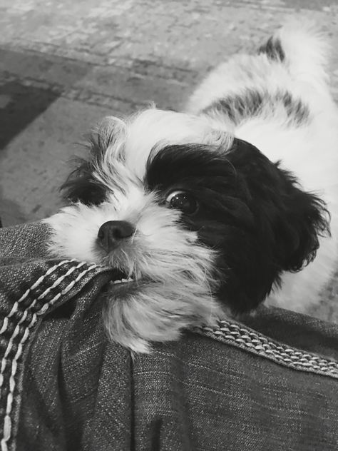 Shihtzu Wallpaper Aesthetic, Dog Shitzu Aesthetic, Aesthetic Shitzu Dog, Dog Aesthetic Shih Tzu, Puppy Care Tips, Shitzu Black & White, Shitzu Dogs, Dog Haircuts, Dog Nutrition