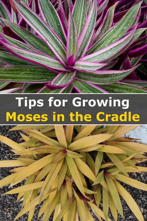 Moses In A Cradle Plant, Moses In The Cradle Plant, Moses In The Cradle, Types Of Succulents Plants, Zone 9, Growing Vines, Types Of Succulents, New Roots, Easy Plants