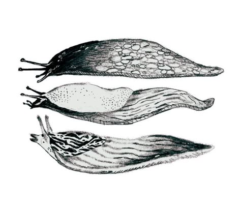 Slugs Drawing, Slug Drawing, Eli Spencer, Body Decor, Slug, Reference Images, Body Mods, Tattoo Sketches, Creature Art