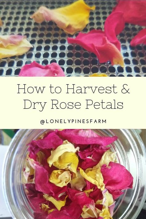 How to harvest and dry rose petals, using just a dehydrator. Dried rose petals are perfect for crafts and home uses like tea, sugar scrubs, and herbal infusions. It's a fairly simple process to preserve their beauty all year long. Dehydrated Rose Petals, What To Do With Rose Petals Diy, What To Do With Rose Petals, Drying Rose Petals, Dehydrated Flowers, Flower Teas, Dry Rose Petals, Rose Petal Uses, Dry Rose