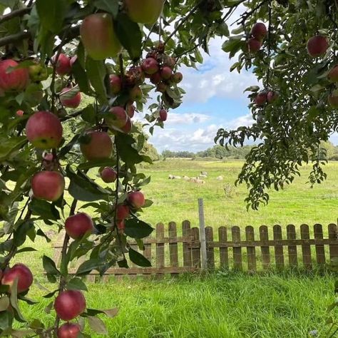 Away from the city, close to nature, and just a simple life.🍃 #countryside #peace #healing #alone Cottagecore Fall, Apple Farm, Farm Lifestyle, Vintage Americana, Cottagecore Aesthetic, Apple Picking, Anne Of Green Gables, Country Life, Farm Life