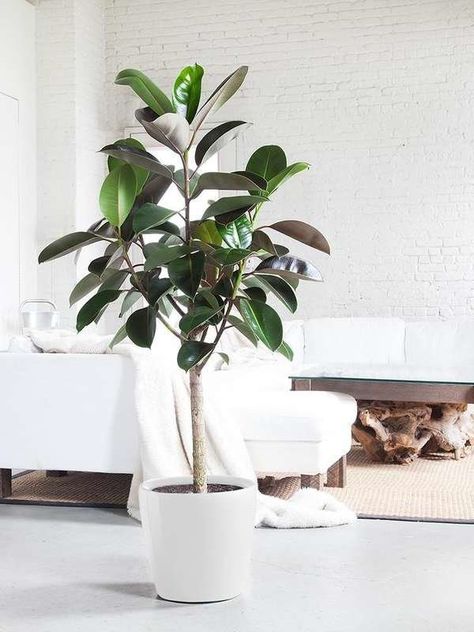 Rubber Tree Large Houseplant Big Indoor Plants, Rubber Tree Plant, Low Maintenance Indoor Plants, Large Indoor Plants, Indoor Tree, Yucca Plant, Corn Plant, Ficus Elastica, Indoor Trees