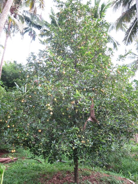 Myristica Fragrans _ Noce Moscata Nutmeg Tree, Myristica Fragrans, Sacred Groves, Growing Tree, The Source, Agriculture, Garden Plants, Tree Trunk, Seeds