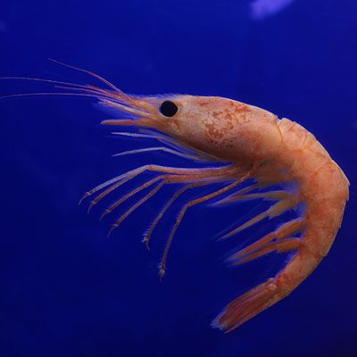 Animal Quiz, Types Of Animals, Aquatic Animals, Crustaceans, Silly Animals, Marine Animals, Ocean Creatures, Animal Heads, Sea Animals