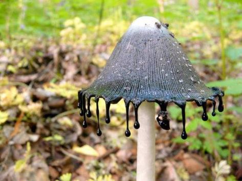 Shaggy Ink Cap, Mushroom Costume, Mushroom Pictures, Mushroom Tattoos, Mushroom Hat, Stuffed Mushroom Caps, The Common, How To Fall Asleep, Garden Tools