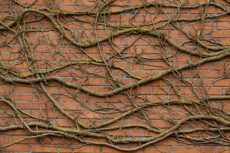 Vines Climbing Wall, Vine Screen Wall, How To Grow Vines On House, Creeping Vine Tattoo, Climbing Vines On House, Vines On House Exterior, Vine On House, Vines On Building, Vines On Wall