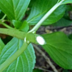 What grows there?: Pruning Big Leaf Hydrangeas Pruning Hydrangeas, Lace Cap Hydrangea, Large Hydrangea, Big Leaf Hydrangea, Hydrangea Leaves, Oakleaf Hydrangea, Hydrangea Care, Hydrangea Macrophylla, Big Leaves