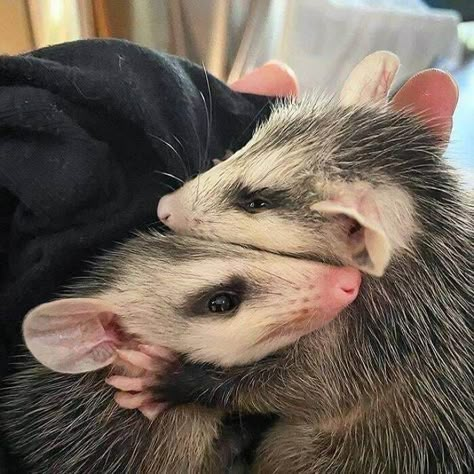 Not The Usual Animals You See Here But. I Love Those Possum Memes, Cute Opossum, Otter Pup, Trash Pandas, Awesome Possum, Street Cats, Baby Otters, Cute Goats, Animal References