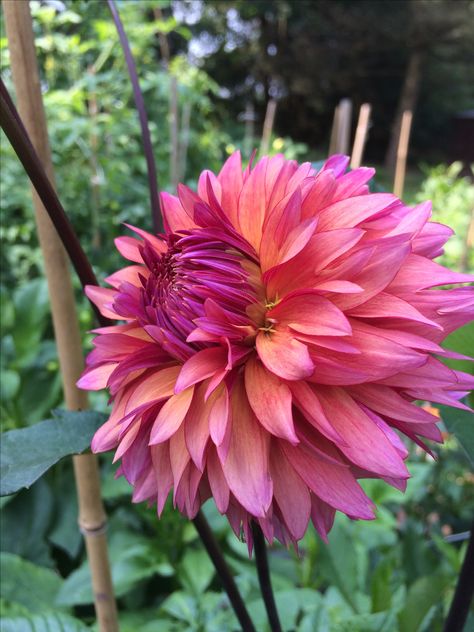 "Sonic Bloom" from Swan Island. One of my favorites, goes with many colors and has bloomed non stop since July with over 100 flowers from this 1 plant! 4'' flower Dahlia Sonic Bloom, Sonic Bloom, Flora Garden, Very Beautiful Flowers, Dahlias Garden, English Cottage Garden, Dahlia Flower, Natural Garden, Blooming Flowers