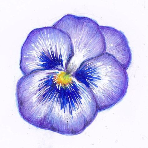 Alcohol markers and colored pencils Watercolor Flower Art, Ap Art, Alcohol Markers, Colored Pencil, Pen Drawing, Pansies, Flower Drawing, Watercolor Flowers, Pencil Drawings