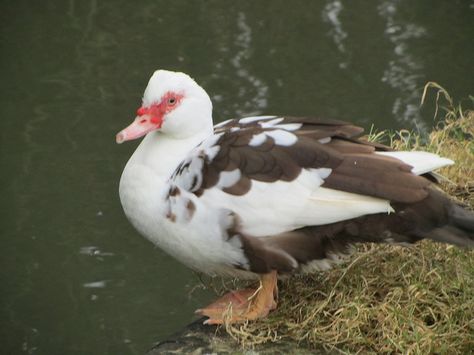 UK - Hertfordshire - Great Amwell - Muscovy Duck by JulesFoto, via Flickr  Muscovy hen Muscovy Ducks, Muscovy Duck, Ducks And Geese, Duck House, Quails, Stay Hungry, New River, Eat Meat, Backyard Chickens