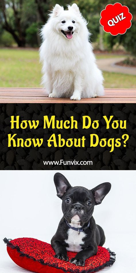 Dog Trivia, Dog Quizzes, Dog Quiz, Animal Traits, Dog Ages, About Dogs, Dog Books, Dog Facts, Trivia Quiz