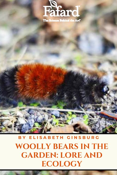 The banded #woolly #bear #caterpillar is only about 1.5 to 2 inches long, but it carries a lot of weight on its small form. Since colonial times, folk wisdom has claimed that even before the caterpillar can metamorphose into a #tiger #moth, it has the power to predict winter weather. That is a big responsibility. The gentle caterpillars are also loved by kids and make great teaching tools to explain insect hibernation, #insect life cycles, and regional #folklore. #fall #autumn #winter Wooly Bear Caterpillar Winter, Folklore Fall, Wooly Caterpillar, Wooly Bear Caterpillar, Woolly Bear, Off Grid Survival, Tiger Moth, Grey House, Colonial Times