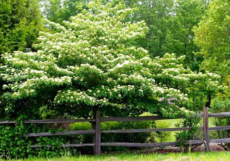 Live in the Northeast? Try these native plants in your landscape ... Pagoda Dogwood, Spring Flowering Trees, Landscape Nursery, Gardening Zones, Dogwood Trees, Specimen Trees, Garden Shrubs, Wildflower Garden, Ornamental Trees